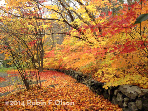 Fall Dream Robin Olson